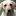 young-spirit-kennel.de